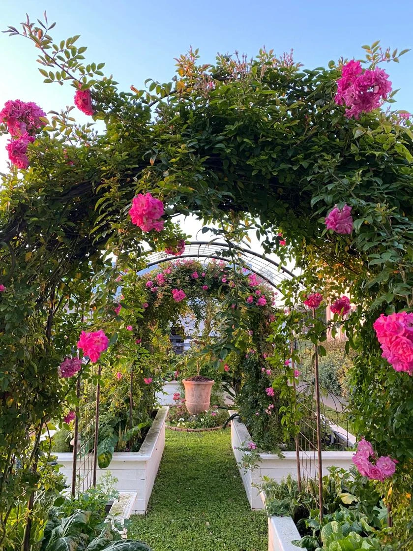Jardin Rose Arch - Image 3