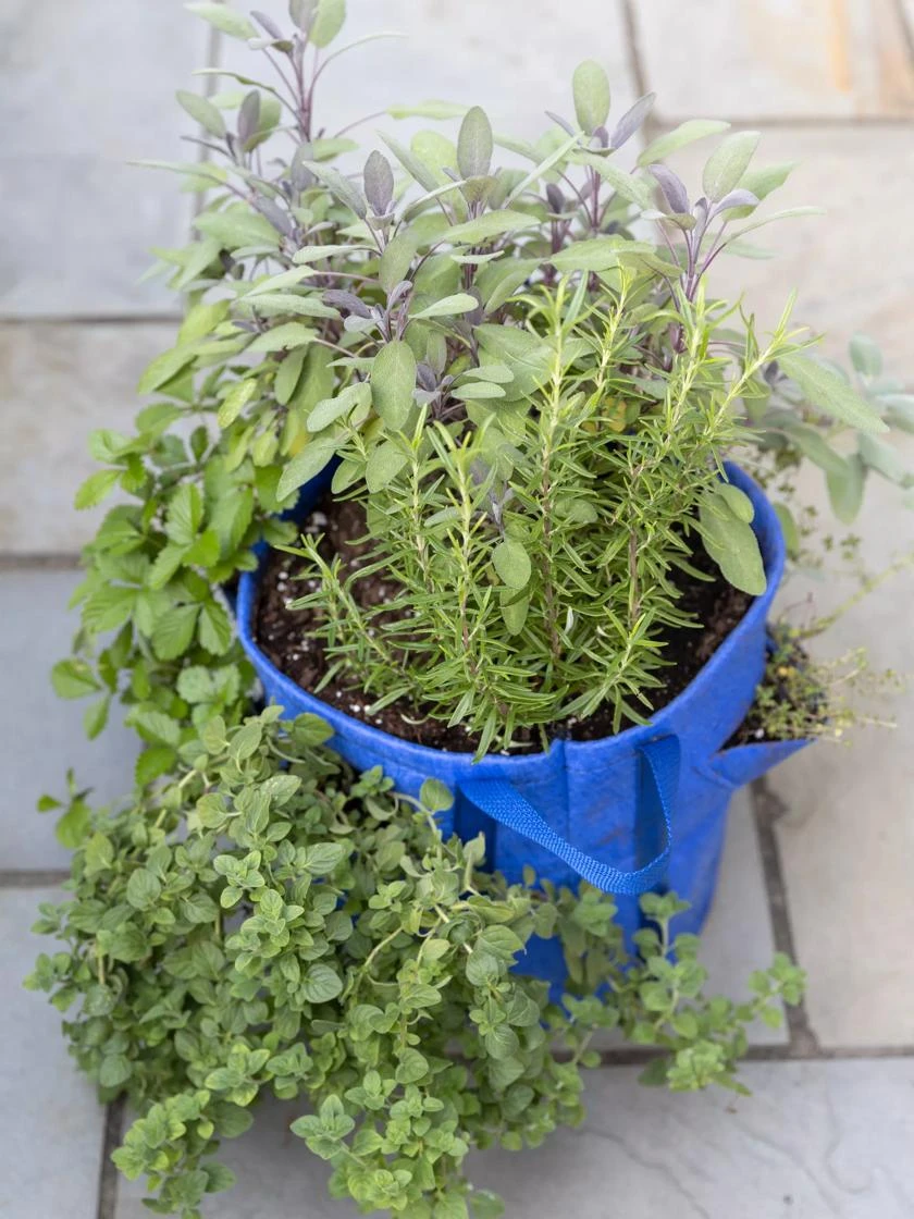 Gardener’s Best® Strawberry And Herb Grow Bag - Image 2