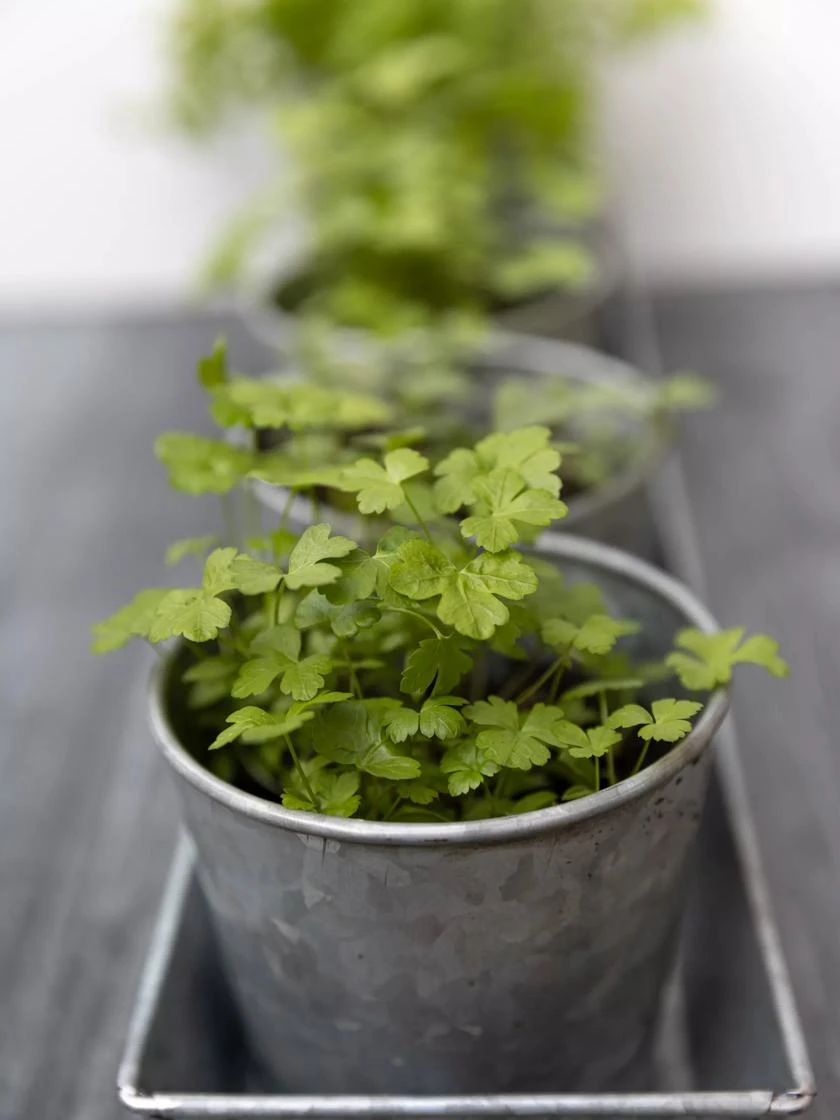 Galvanized Herb Planters With Rectangular Tray - Image 3