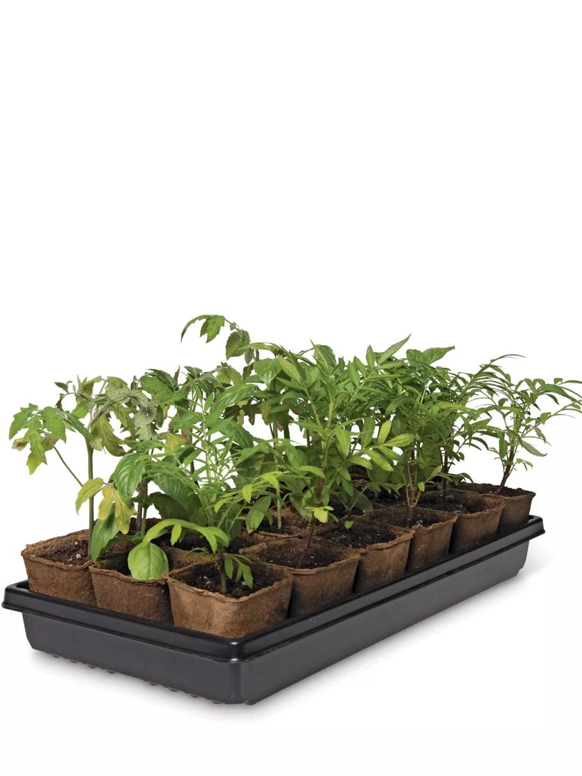 3-1/2” Square Biodegradable Pots & Tray Set - Image 3