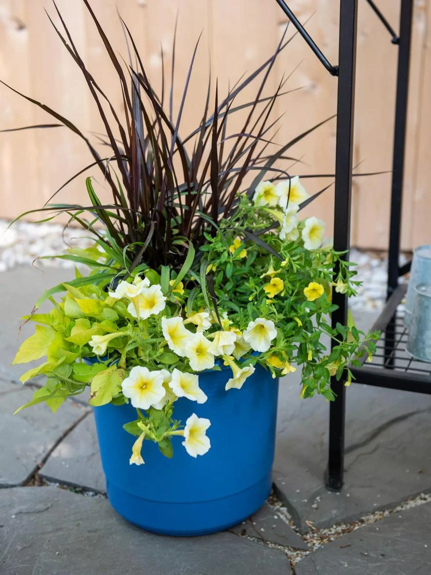 Eezy Gro Self-Watering Planters - Image 2