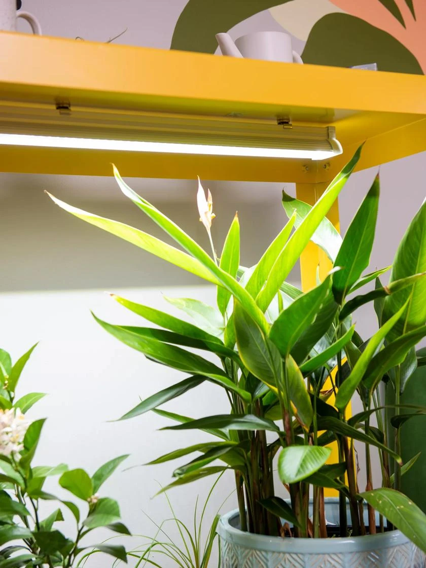 Mobile LED Grow Light Cart - Image 2