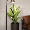 Alden Grow Lamp