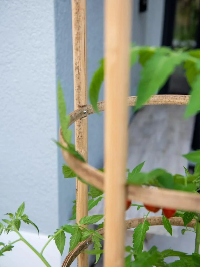 Elevated Bamboo Tomato Planter And Trellis - Image 3